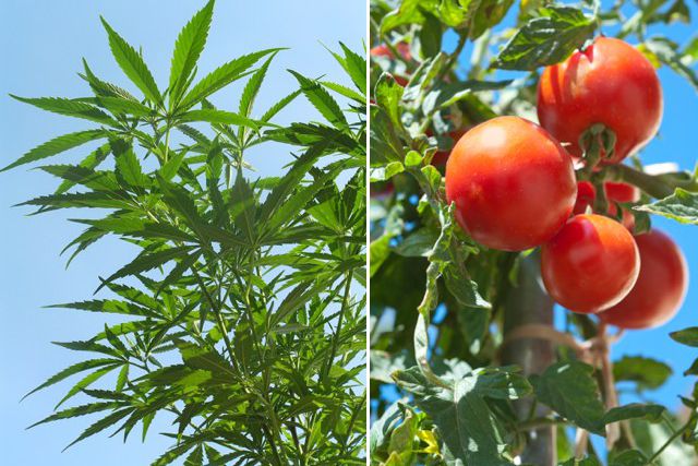 Pot plant on the left, tomato plant
